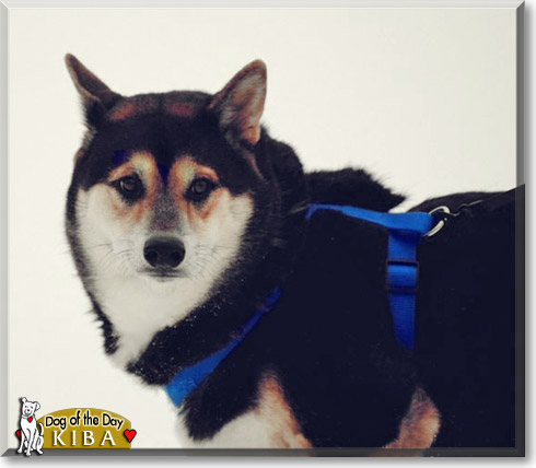 Kiba, the Dog of the Day