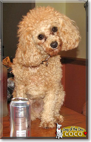 Coco, the Dog of the Day