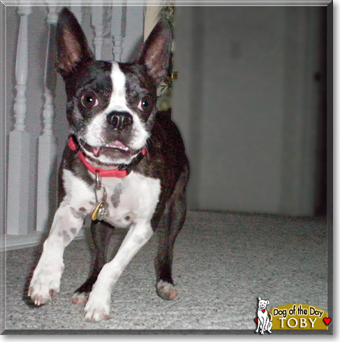 Toby, the Dog of the Day