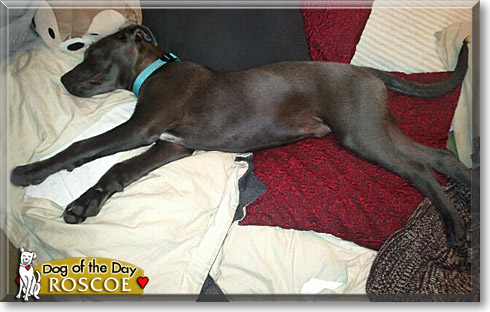 Roscoe, the Dog of the Day