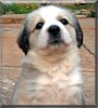 Biscuit