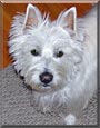 Bailey