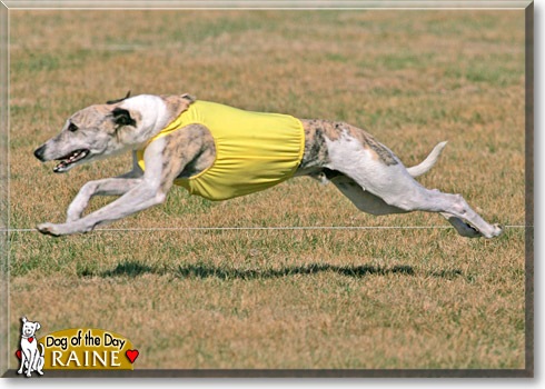 Raine, the Dog of the Day