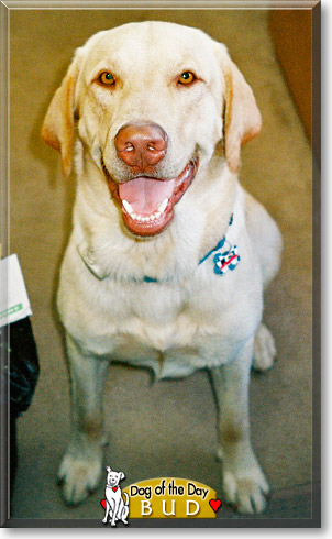 Bud, the Dog of the Day Bud, the Dog of the Day