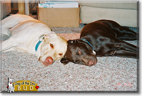 Bud, the Dog of the Day Bud, the Dog of the Day