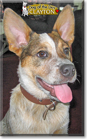 Clayton, the Dog of the Day