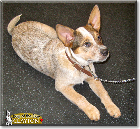Clayton, the Dog of the Day