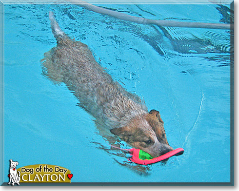 Clayton, the Dog of the Day