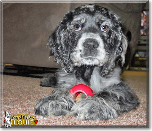Louie, the Dog of the Day