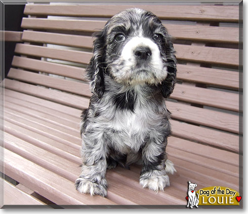 Louie, the Dog of the Day