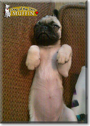 Muffin, the Dog of the Day