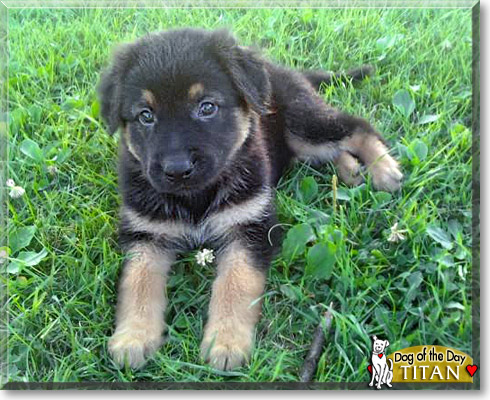 Titan, the Dog of the Day Titan, the Dog of the Day