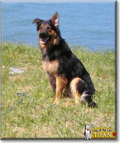 Titan, the Dog of the Day Titan, the Dog of the Day