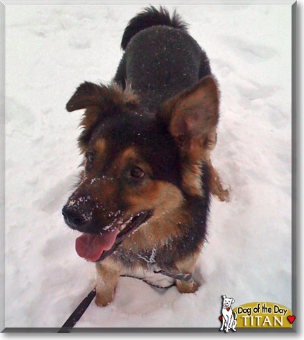 Titan, the Dog of the Day Titan, the Dog of the Day