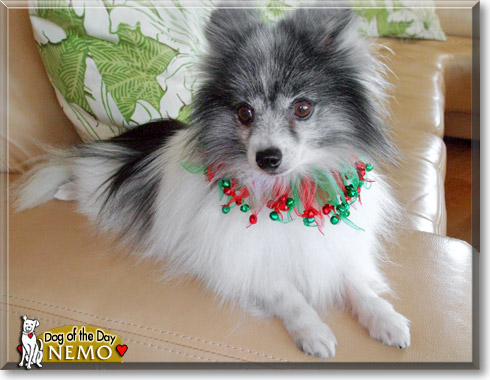 Nemo, the Dog of the Day Nemo, the Dog of the Day