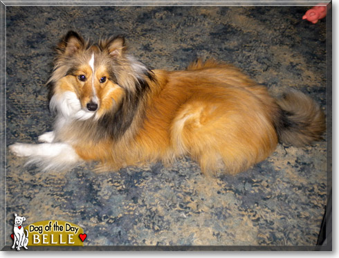Belle, the Dog of the Day Belle, the Dog of the Day