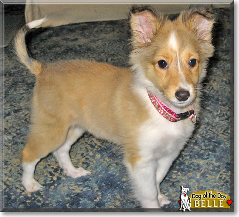 Belle, the Dog of the Day Belle, the Dog of the Day
