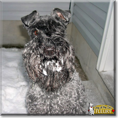 Fleury, the Dog of the Day