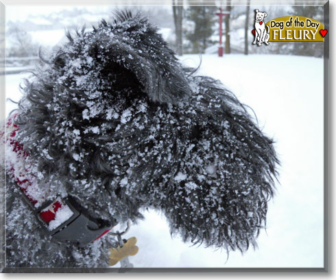 Fleury, the Dog of the Day