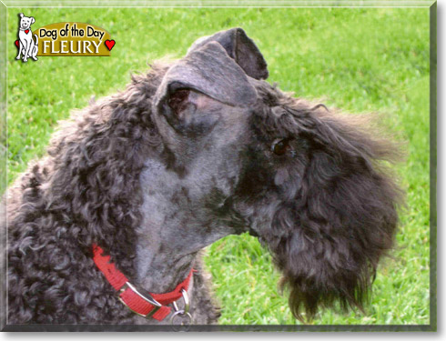Fleury, the Dog of the Day
