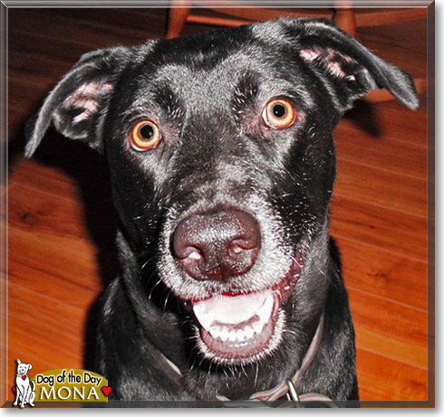 Mona, the Dog of the Day
