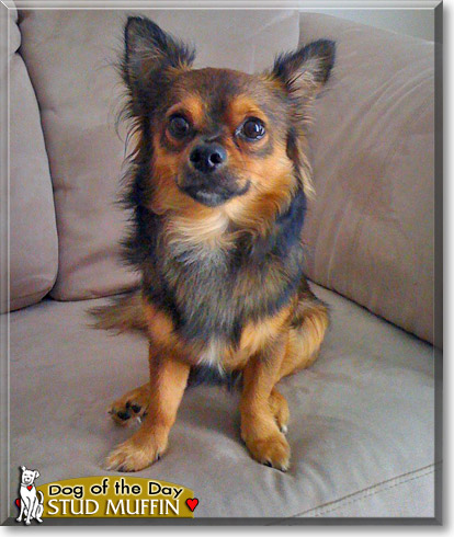 Stud Muffin, the Dog of the Day