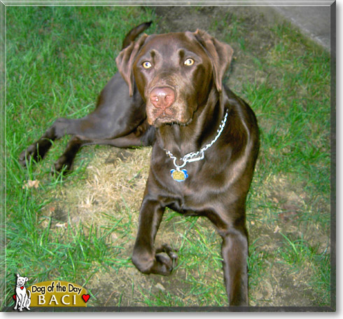 Baci, the Dog of the Day