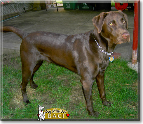 Baci, the Dog of the Day