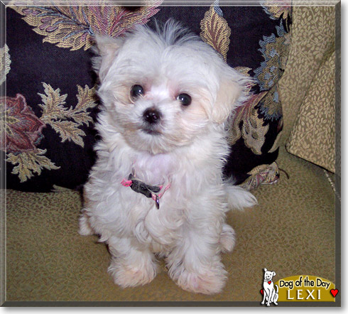 Lexi, the Dog of the Day
