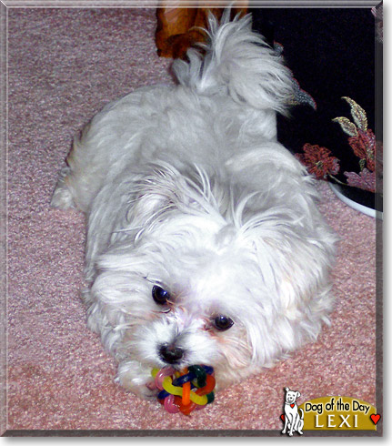 Lexi, the Dog of the Day