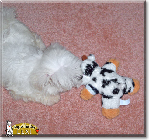 Lexi, the Dog of the Day