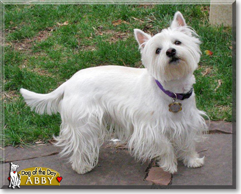 Abby, the Dog of the Day