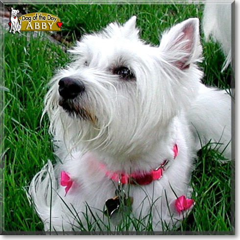Abby, the Dog of the Day