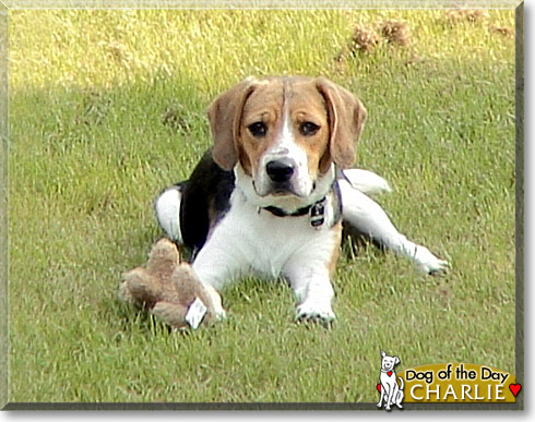 Charlie, the Dog of the Day