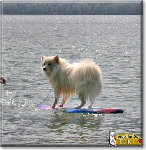 Tiki, the Dog of the Day Tiki, the Dog of the Day