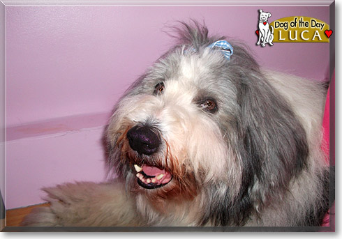 Luca, the Dog of the Day Luca, the Dog of the Day