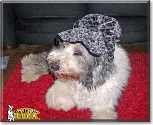 Luca, the Dog of the Day Luca, the Dog of the Day
