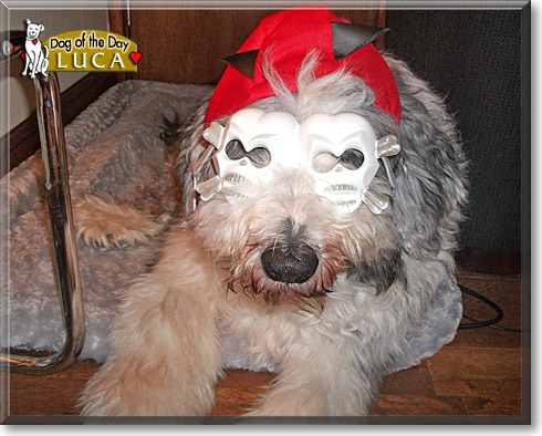 Luca, the Dog of the Day Luca, the Dog of the Day