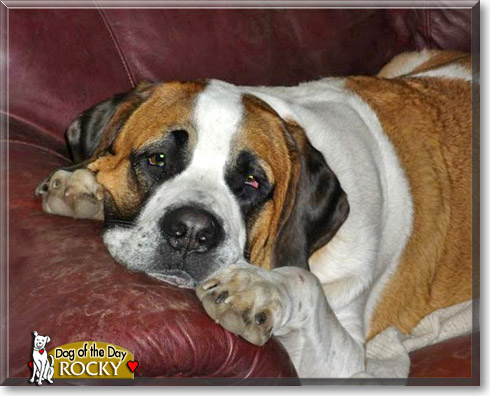 Rocky, the Dog of the Day