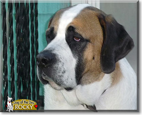 Rocky, the Dog of the Day