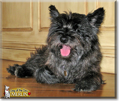 Merlin, the Dog of the Day