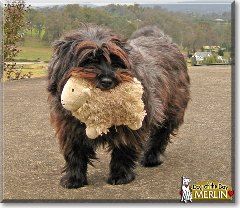 Merlin, the Dog of the Day