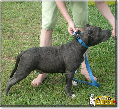 Zeus, the Dog of the Day