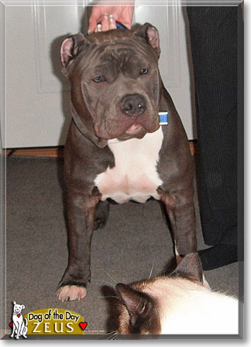 Zeus, the Dog of the Day