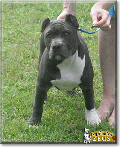 Zeus, the Dog of the Day