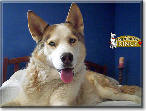 Kingy, the Dog of the Day
