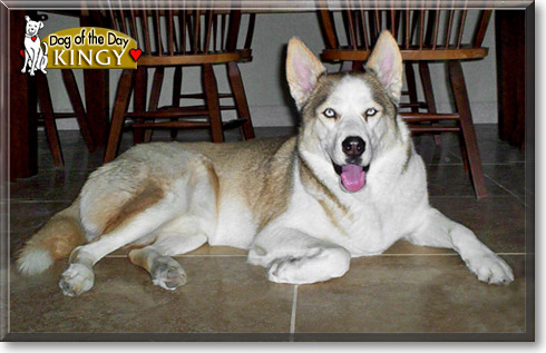 Kingy, the Dog of the Day