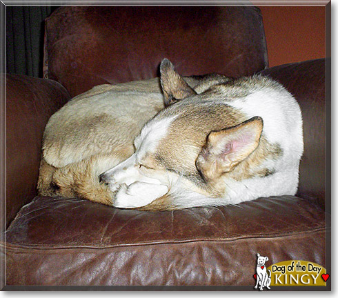 Kingy, the Dog of the Day