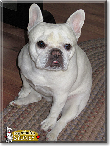 Sydney, the Dog of the Day
