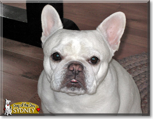 Sydney, the Dog of the Day